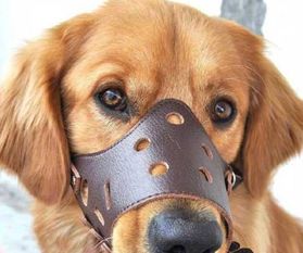 武漢出臺(tái)養(yǎng)犬管理新規(guī) 遛狗不戴嘴套最高罰千元，物業(yè)監(jiān)管不力最高罰3萬(wàn)